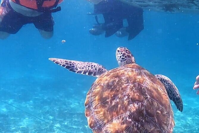 1.5 hours Snorkeling at Tulum's paradise reef - A Tulum Snorkel That Mixes Ruins and Wildlife