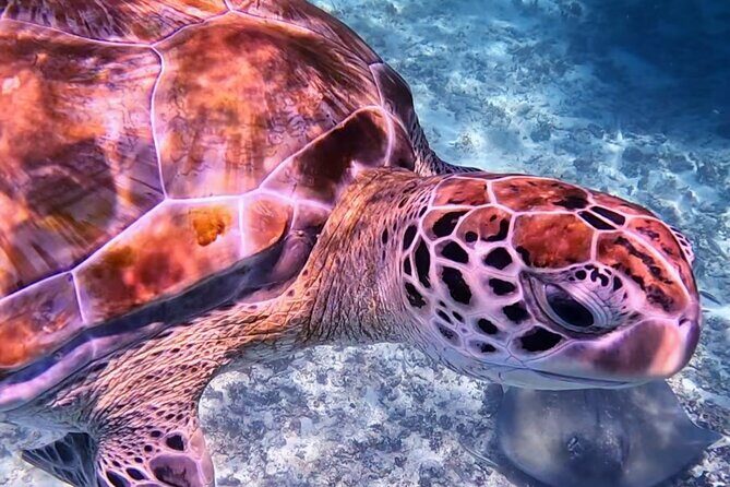 1.5 hours Snorkeling at Tulum's paradise reef - The Boat Stop at Tulum’s Archaeological Zone