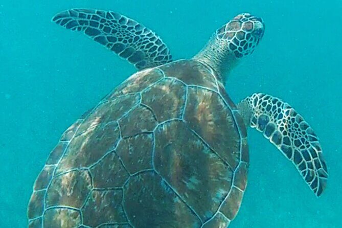 1.5 hours Snorkeling at Tulum's paradise reef - Into the Water: Gear, Life Jackets, and Reef Reality