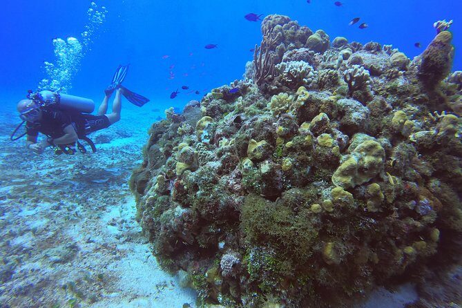 1 Tank Guided Shore Dive Including Equipment - What the 1.5-Hour Plan Feels Like Underwater