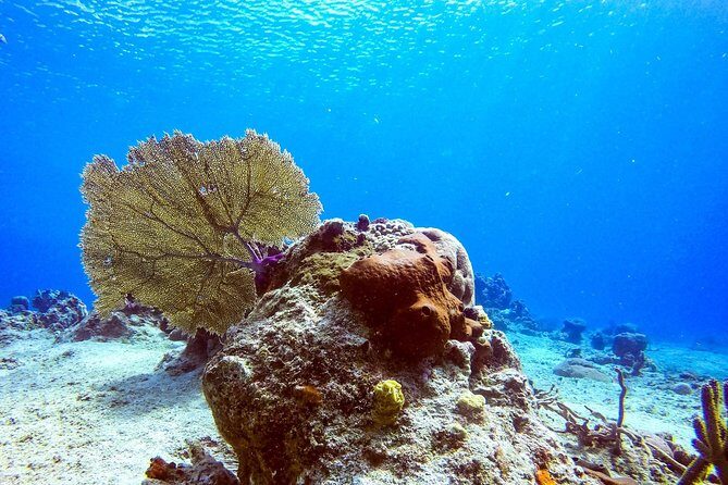1 Tank Guided Shore Dive Including Equipment - What You’ll See: Moray Eels, Caribbean Squid, Lobsters, and Fish