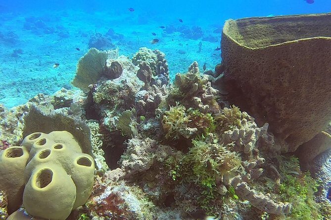 1 Tank Guided Shore Dive Including Equipment - How the Guide Style Makes the Reef More Rewarding