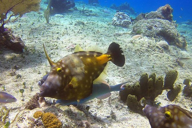 1 Tank Guided Shore Dive Including Equipment - When the Water Is Choppy: Expect a Plan Change