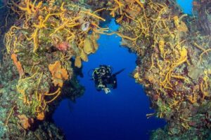 2 dives in Cozumel (for certified divers only) - Getting There and Staying Sane: Occidental Cozumel Meeting Timing