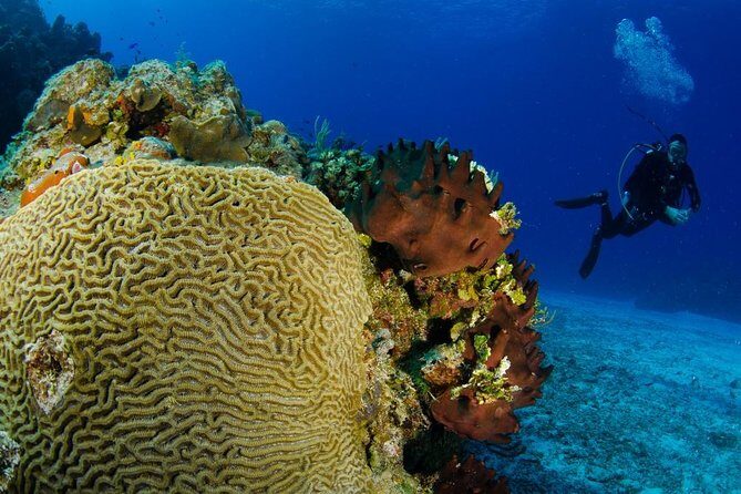 2 dives in Cozumel (for certified divers only) - Your Day Underwater: How the Two Tank Sessions Play Out