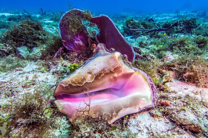 2 dives in Cozumel (for certified divers only) - Local Guides and Marine Ecosystem Commentary: What You Gain