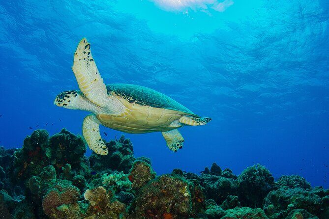 2 dives in Cozumel (for certified divers only) - Budgeting the Real Cost: What’s Included vs Extra