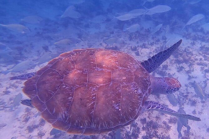 2-Hour Snorkeling in Two Spots of Tulum's Reef - Getting to the Water: Jaguar Park and the Real-Life Logistics
