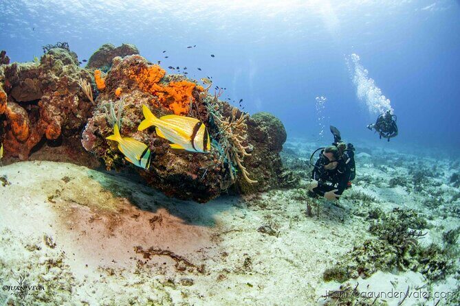 2 Tank Cozumel Reef Boat Dives - Key highlights that matter on this reef boat day