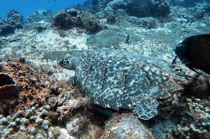 2 Tank Cozumel Reef Boat Dives - Equipment and how the day is set up for you