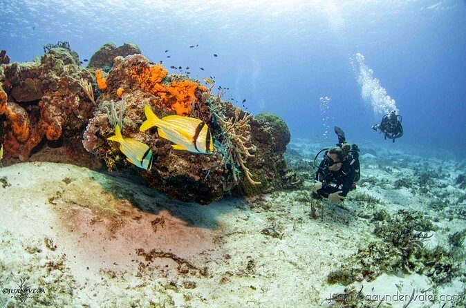 2 Tank Cozumel Reef Boat Dives - Should you book this 2-tank reef boat day?