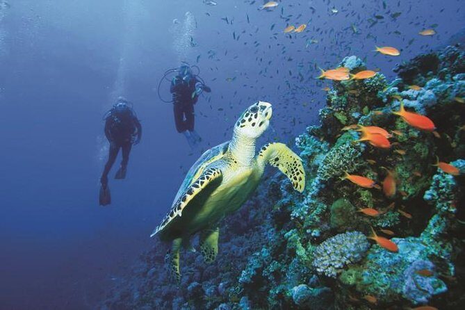 2 Tank Dive in Cozumel - From Playacar to Cozumel: Private Transfers and Ferry Time