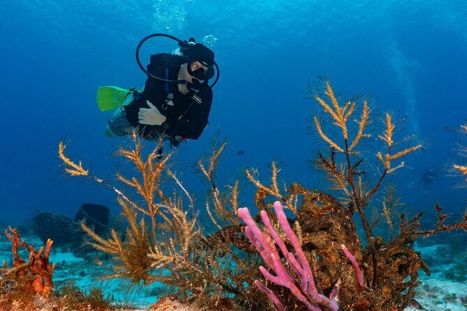 2 Tank Morning Dive: Scuba Diving in Cozumel - Equipment and what’s included with the $160 price