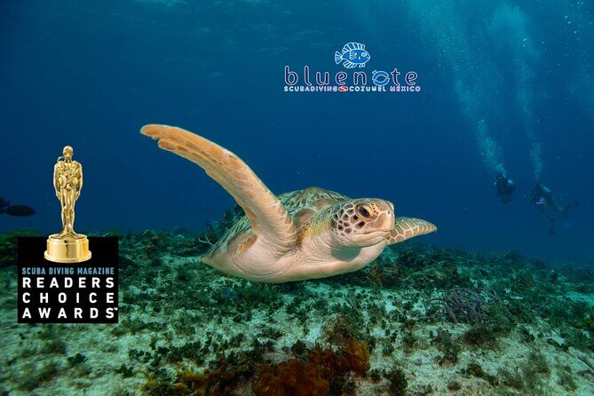 2 Tank Morning Dive: Scuba Diving in Cozumel - Two tank schedule: what happens between tank one and tank two