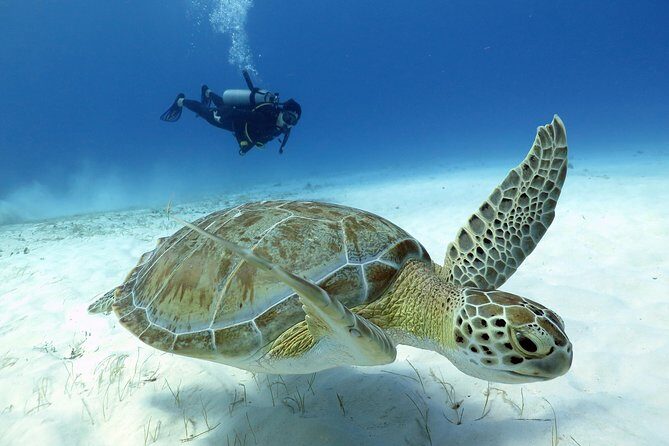 2-Tank Morning or Afternoon Dives in Playa del Carmen certified Divers Only - 2-Tank Value in Playa del Carmen: Two Stops for the Price of One Morning