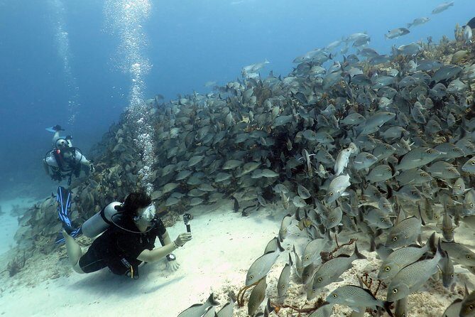 2-Tank Morning or Afternoon Dives in Playa del Carmen certified Divers Only - Scuba Libre Check-In and Gear Reality: What You Should Do Before You Go
