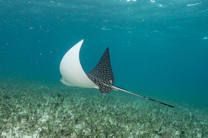 2-Tank Morning or Afternoon Dives in Playa del Carmen certified Divers Only - The Drift-Style Reef Swim: Why Currents Can Be a Good Thing