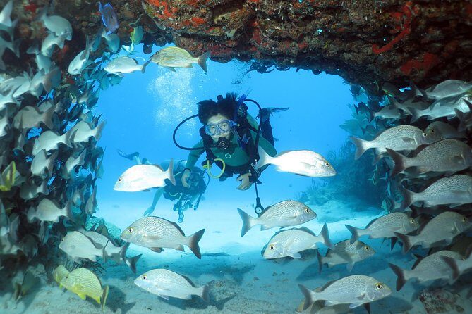 2-Tank Morning or Afternoon Dives in Playa del Carmen certified Divers Only - Marine Wildlife in the Yucatán Waters: What You Can Expect to See