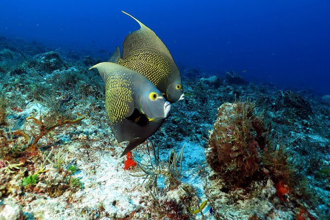 2-Tank Morning or Afternoon Dives in Playa del Carmen certified Divers Only - Morning vs Afternoon Underwater Sessions: Depth, Age Rules, and Who Each One Fits