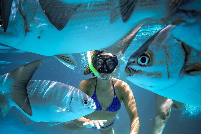 4 Hour Cozumel Reefs Snorkeling - Reef time near Palancar and Colombia: the real draw