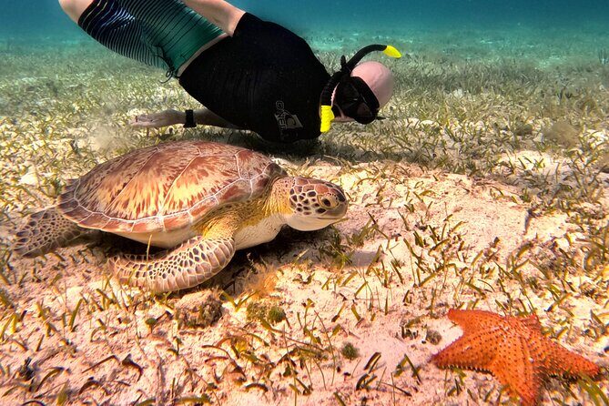 4 Hour Cozumel Turtle Sanctuary Experience on a Luxury Catamarán - Luxury catamaran snorkeling that fits a half-day in Cozumel