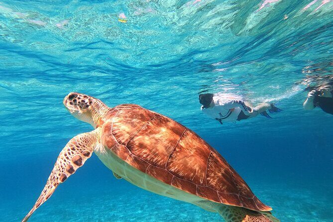 4 Hour Cozumel Turtle Sanctuary Experience on a Luxury Catamarán - El Cielo starfish sands: Heaven for shallow-water lovers