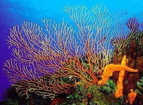 4 hours of shared snorkeling to El Cielo - Key things to know before you go