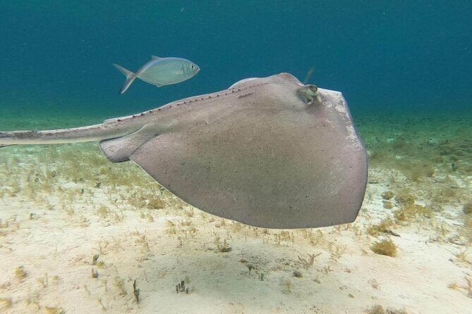 4 hours of shared snorkeling to El Cielo - El Cielito: the sandbar rest, snacks, and the ceviche that people actually remember