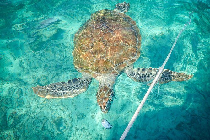 4H Lux 40' Catamaran All-Inclusive in Tulum and Playa del Carmen. - On-board service: lunch, snacks, and the open bar rhythm