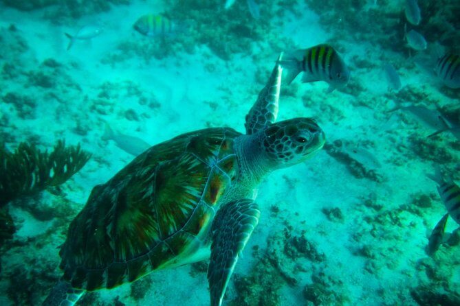 4H private 40' Yacht All-Inclusive in Tulum & Playa del Carmen - Snorkel gear and fishing gear: more ways to spend the stop