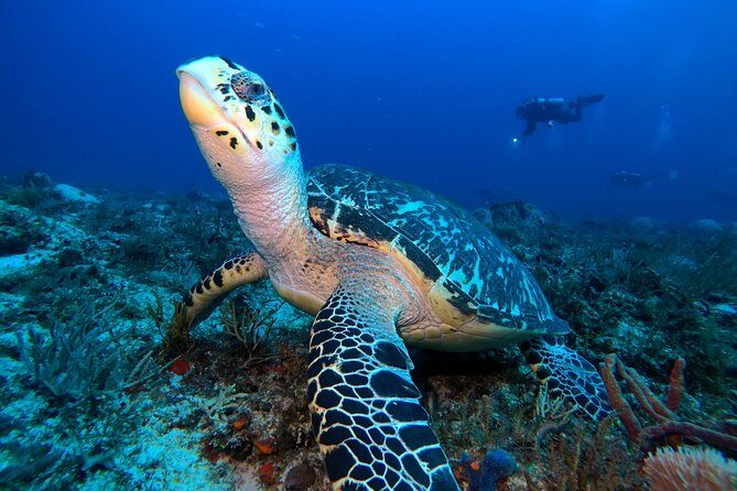 Advanced Open Water Diver course PADI in Playa del Carmen - What this PADI Advanced Open Water course is really about
