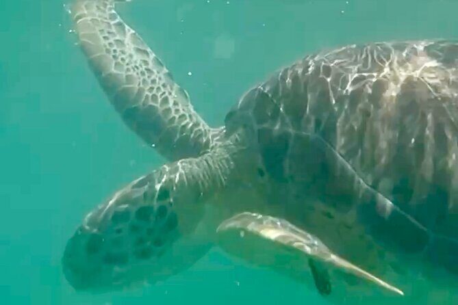Akumal Bay snorkeling, plus 3 cenotes and great food - Akumal Bay sea turtles: why this trip starts here