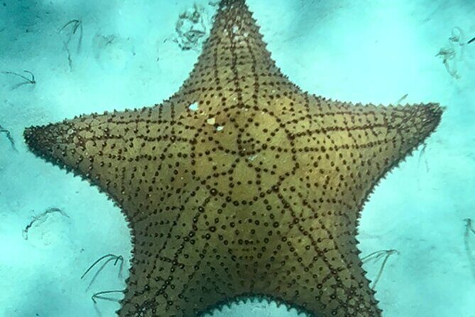 Akumal Bay snorkeling, plus 3 cenotes and great food - Transportation, group size, and the logistics that actually affect your day