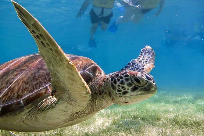Akumal Bay snorkeling, plus 3 cenotes and great food - Guides you might meet: Fabio, Alessandro (Alex), Roy, and Alberto
