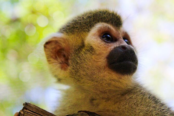 Akumal Monkey Sanctuary - The 2-Hour Plan: How Your Visit Actually Unfolds