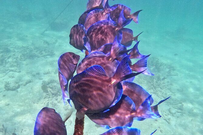 Akumal; Snorkeling and Photos with Turtles - What Happens Once You Arrive: Gear Up and Go Straight to the Action