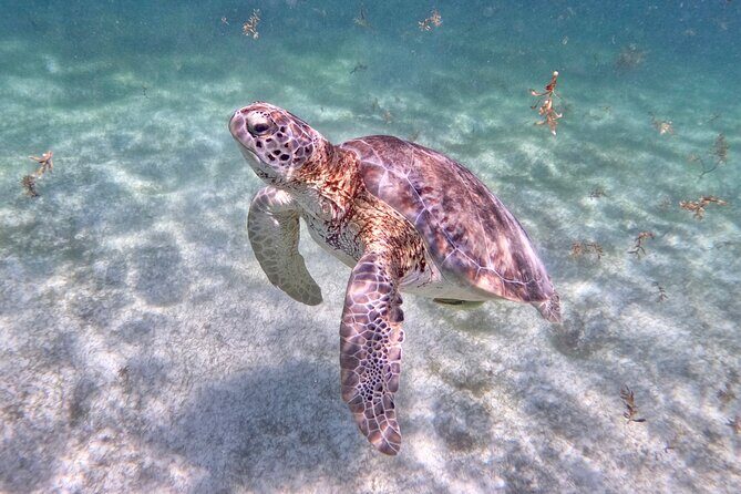 Akumal; Snorkeling and Photos with Turtles - No Boat Means You Can Focus on Wildlife (Not Motion)
