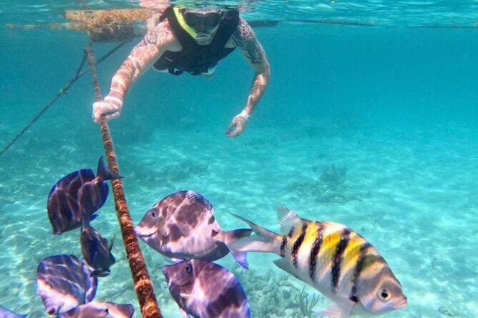 Akumal; Snorkeling and Photos with Turtles - GoPro Photo Album: Free, Water-Safe, and Actually Useful