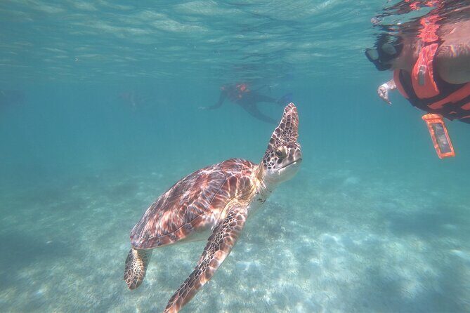 Akumal : Snorkeling with Green Turtles + Photos with GoPro - Key Things You’ll Remember