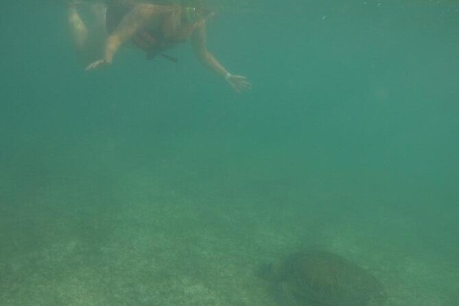 Akumal : Snorkeling with Green Turtles + Photos with GoPro - GoPro Photo Shoot: Getting Wildlife Moments Without Stress