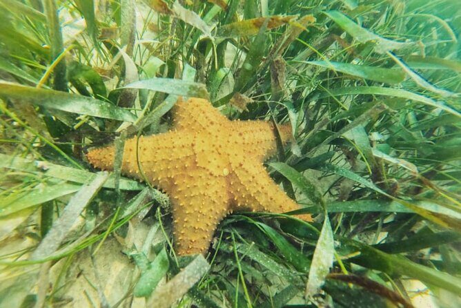 Akumal : Snorkeling with Green Turtles + Photos with GoPro - Facilities and Comfort: Showers, Lockers, and Life Jackets