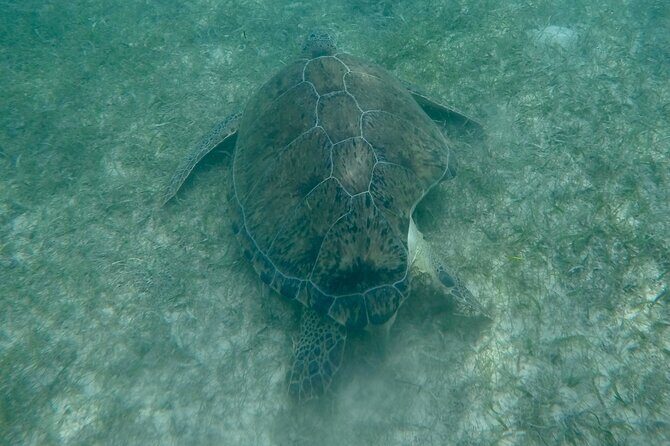 Akumal : Snorkeling with Green Turtles + Photos with GoPro - Who This Tour Best Fits (and Who Should Consider Alternatives)