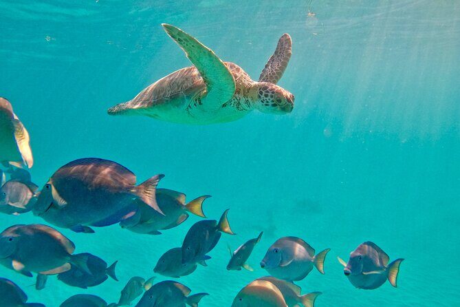 Akumal; Snorkeling with The Sea Turtles - Sea turtles and rays: what you’re most likely to see