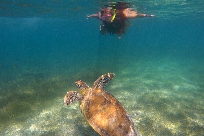 Akumal Turtles Snorkeling and GoPro pictures - Getting Started At Akumal: Meeting Point, Time, And Expectations