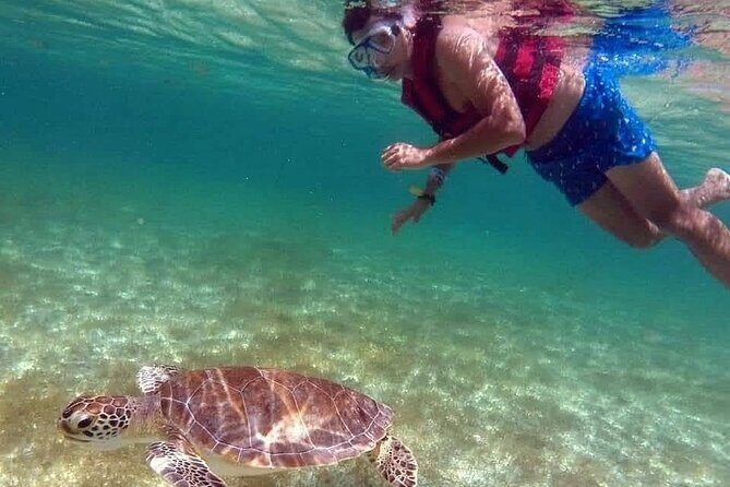 Akumal Turtles Snorkeling and GoPro pictures - Logistics From Playa Del Carmen: Transport, Language, And Timing