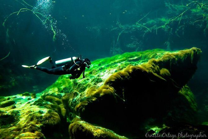 Amazing beginner dive in Tulum cenote (or refresher dive) - Your first real Casa Cenote water time: roots, rock, fish, and light