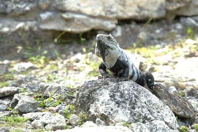 Amazing Jeep Tour Visit Punta Sur Park and San Gervasio Ruins - San Gervasio Ruins and Ixchel: The Fertility-Temple Story