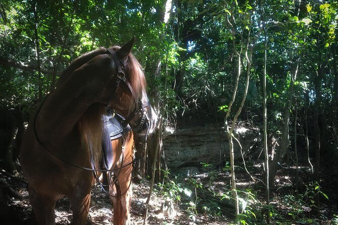 Award-winning Classic Horseback Ride (max. 6 riders) - Six riders, rescued horses, and a trail you can actually enjoy