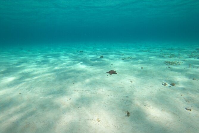 Bavarian Fiesta Snorkel Activity in Glass Bottom Boat at San Miguel de Cozumel - Glass-bottom boat reality check: expect snorkeling first, views second