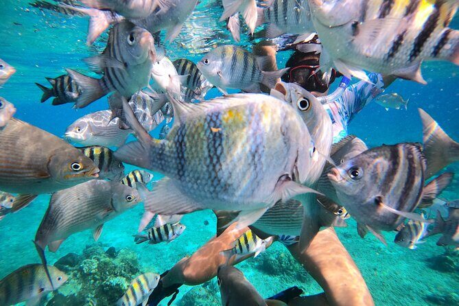 Bavarian Fiesta Snorkel Activity in Glass Bottom Boat at San Miguel de Cozumel - Crew and captain on board: safety plus personality